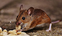 24 Hour & Emergency Exterminators in Milton Vlg, MA